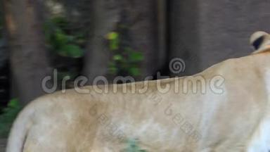 夏天，在斯隆莫动物园里，一只大狮子沿着石墙走